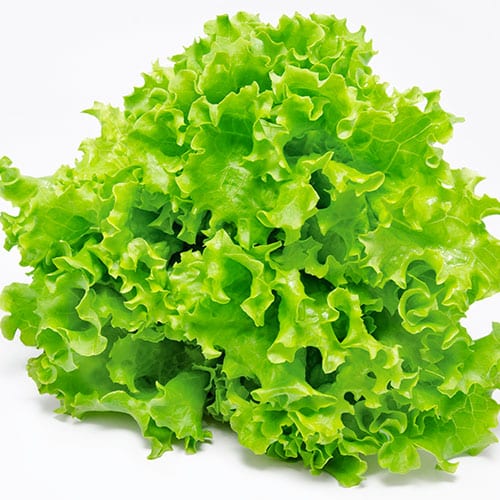 KIVIRCIK